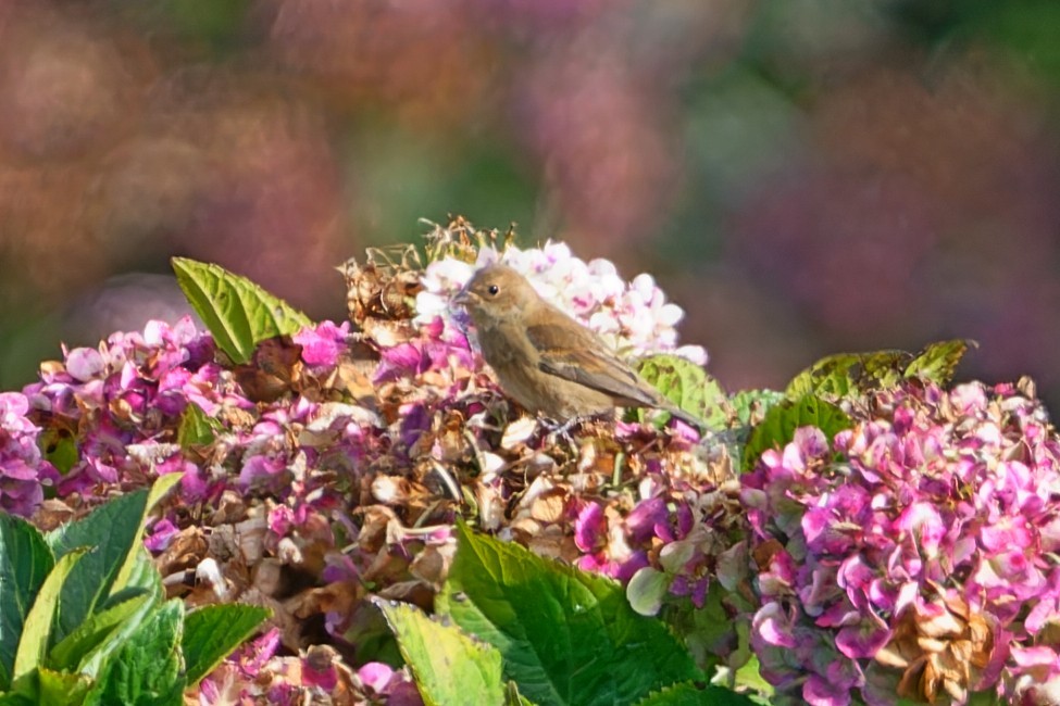 Passerin indigo - ML647630971