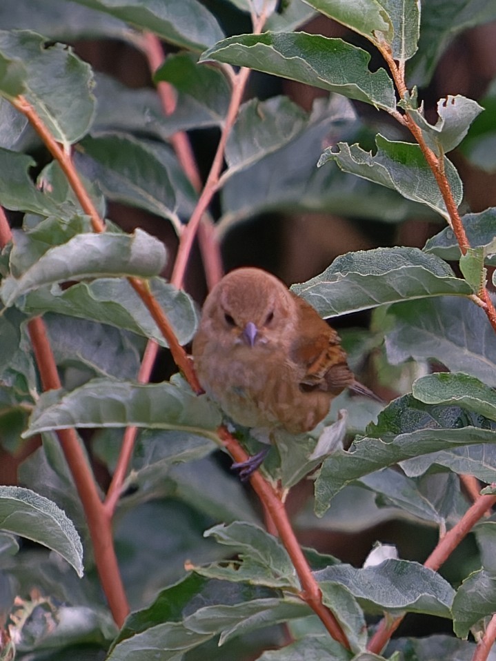 Passerin indigo - ML647630972