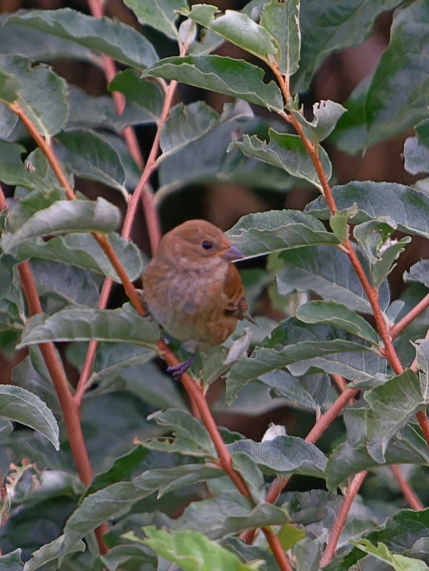 Passerin indigo - ML647630973