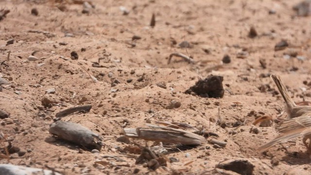 Crested Lark - ML647630985