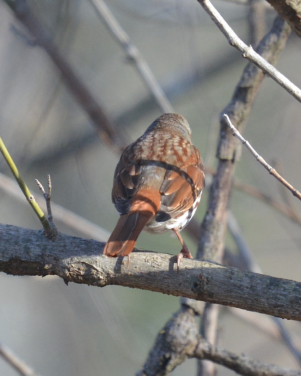 Tilki Renkli Serçe (iliaca/zaboria) - ML647630997