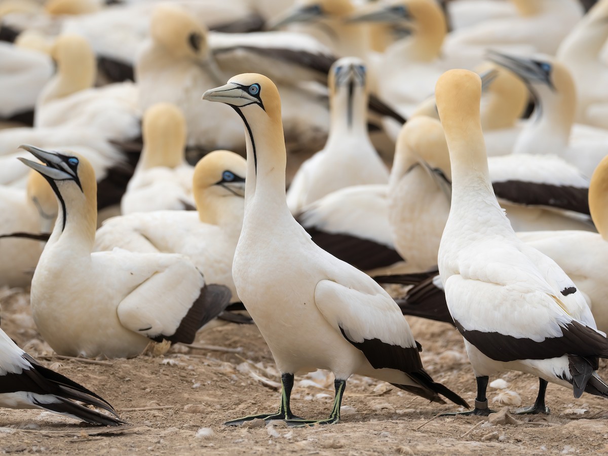 Сула африканська - ML647630999