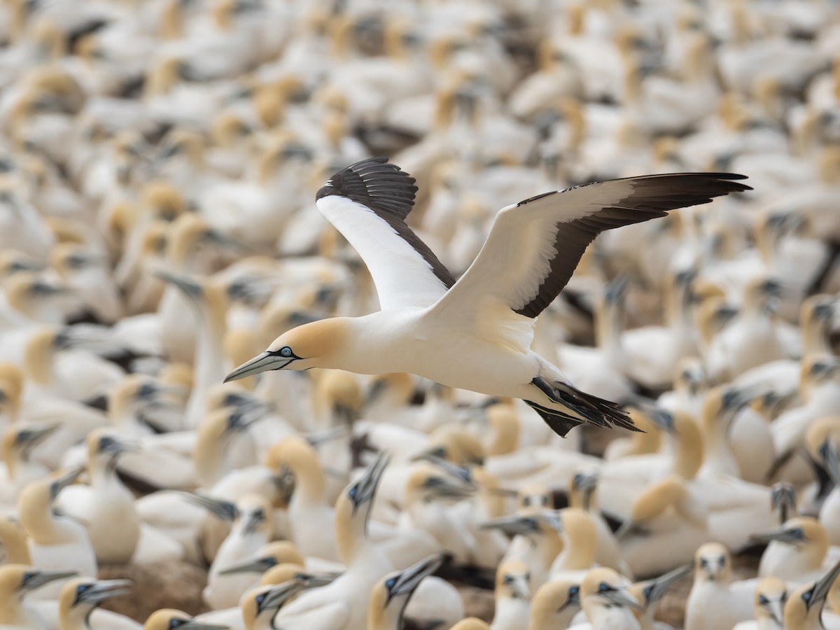 Сула африканська - ML647631002