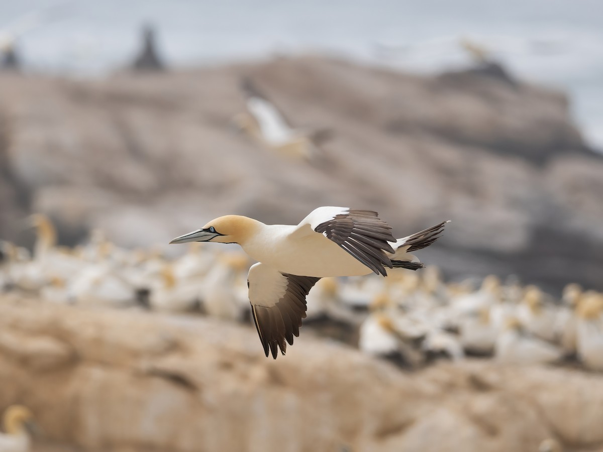 Сула африканська - ML647631007