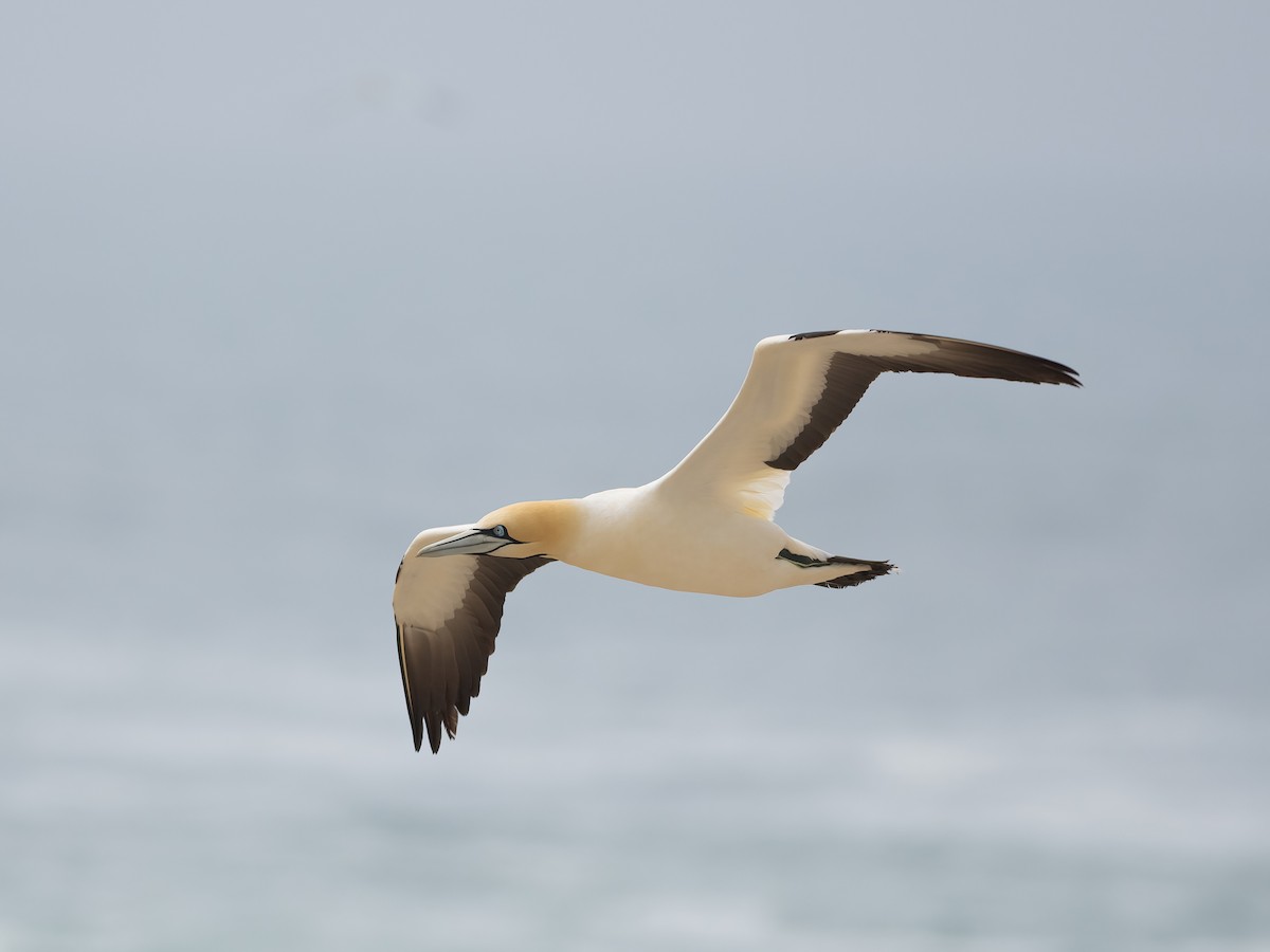 Сула африканська - ML647631011