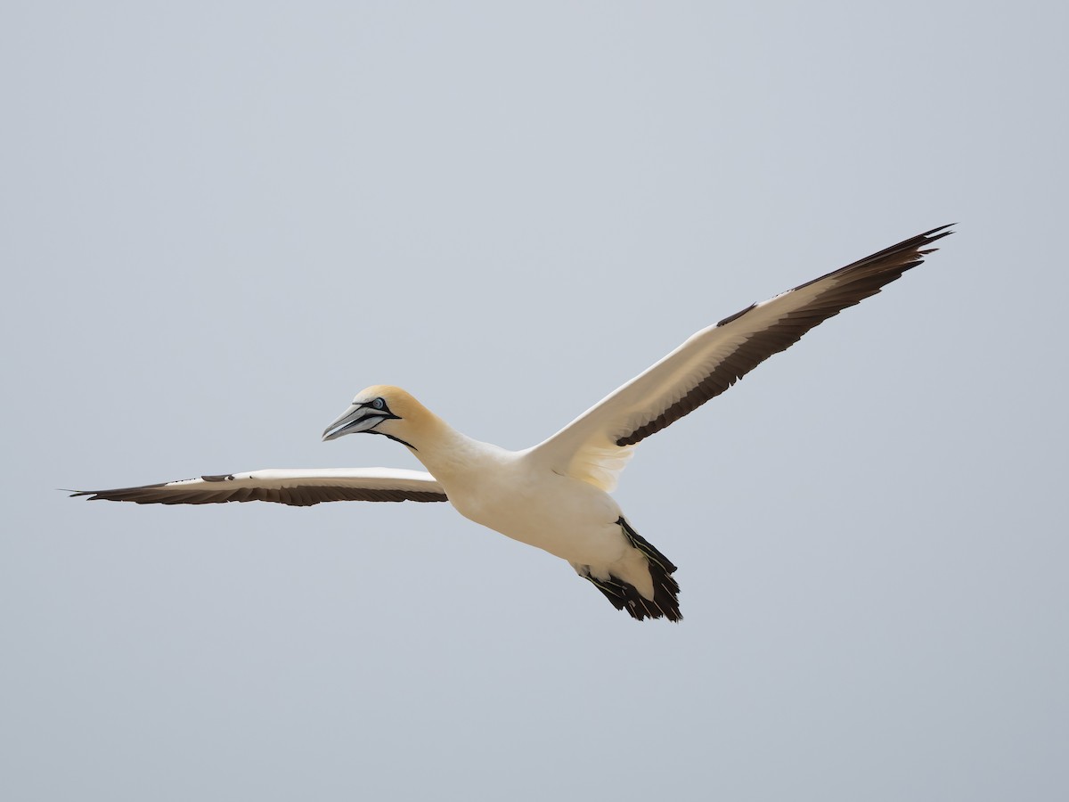 Сула африканська - ML647631013