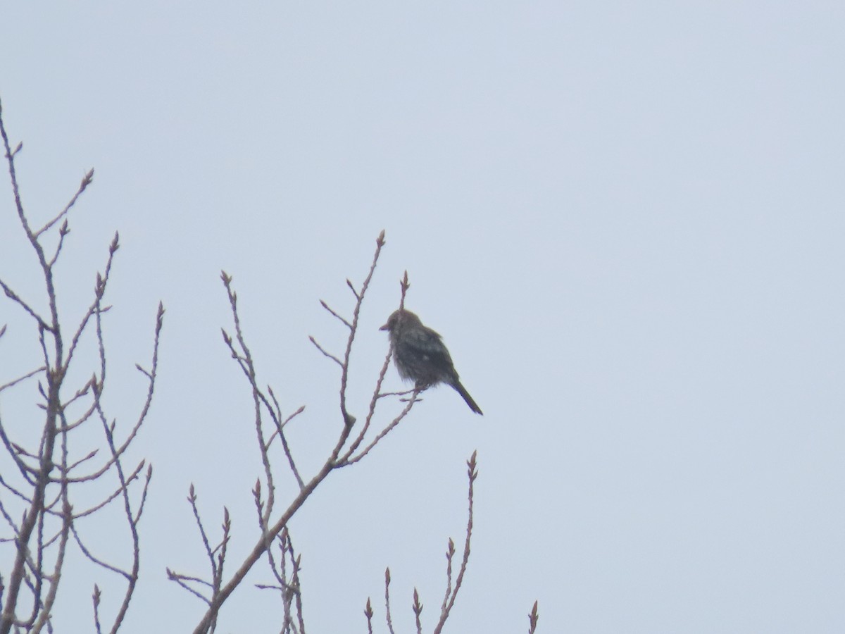 Antzandobi boreala - ML647631024