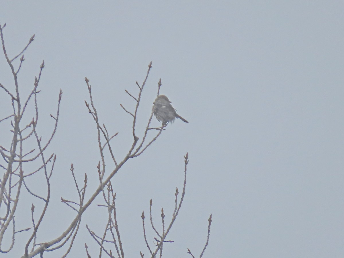 Antzandobi boreala - ML647631025