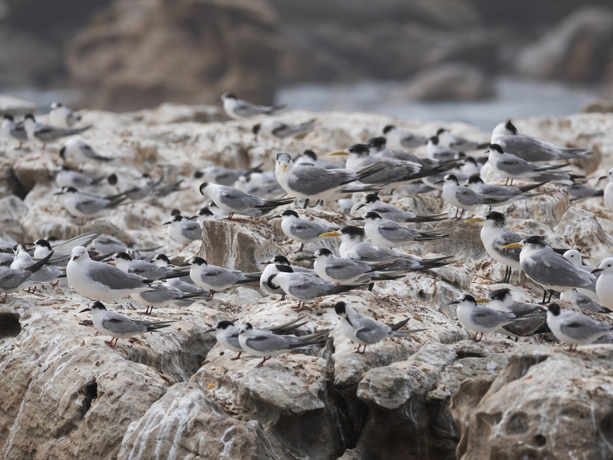 Common Tern - ML647631034