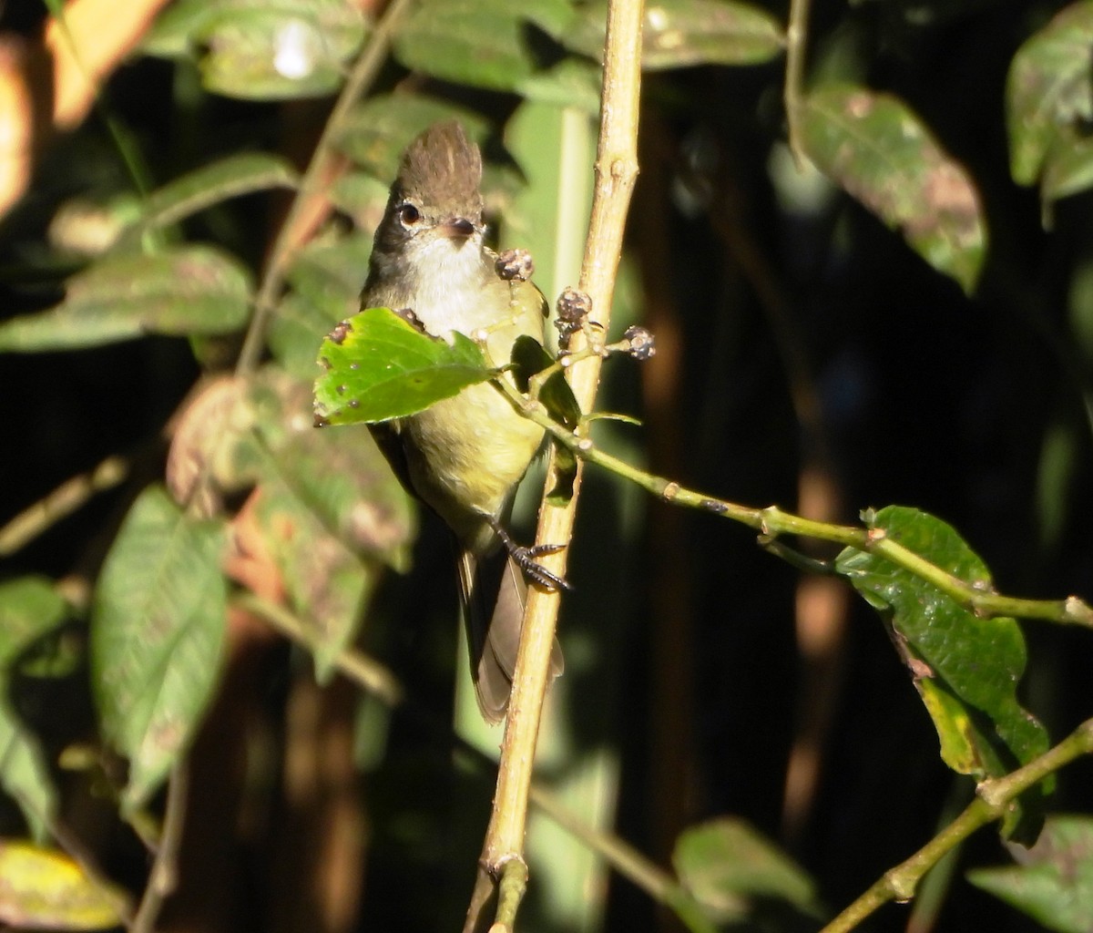 Yellow-bellied Elaenia - ML647631112