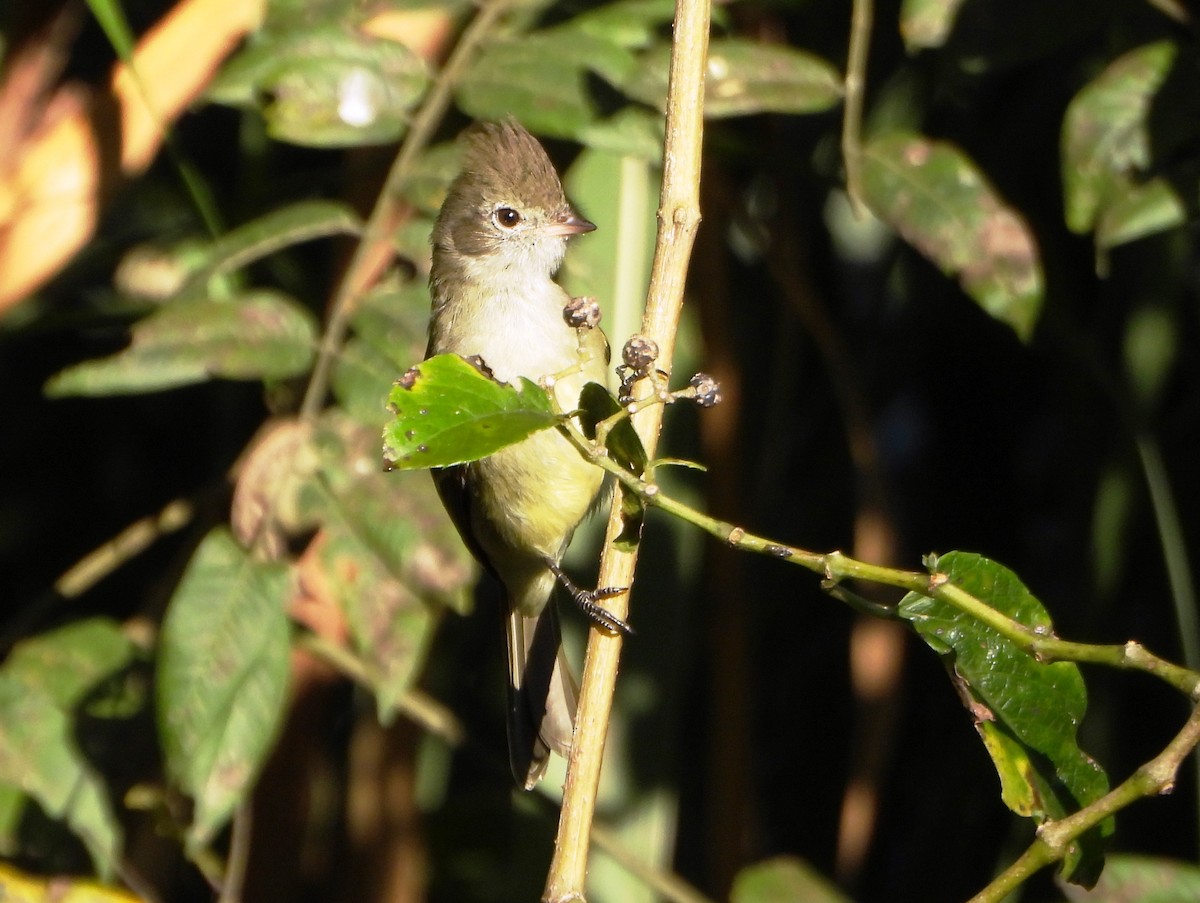 Yellow-bellied Elaenia - ML647631113