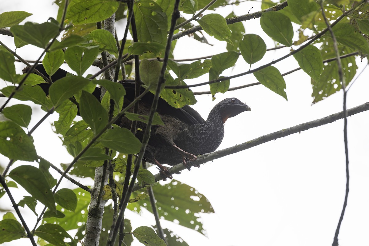 Andean Guan - ML647631122