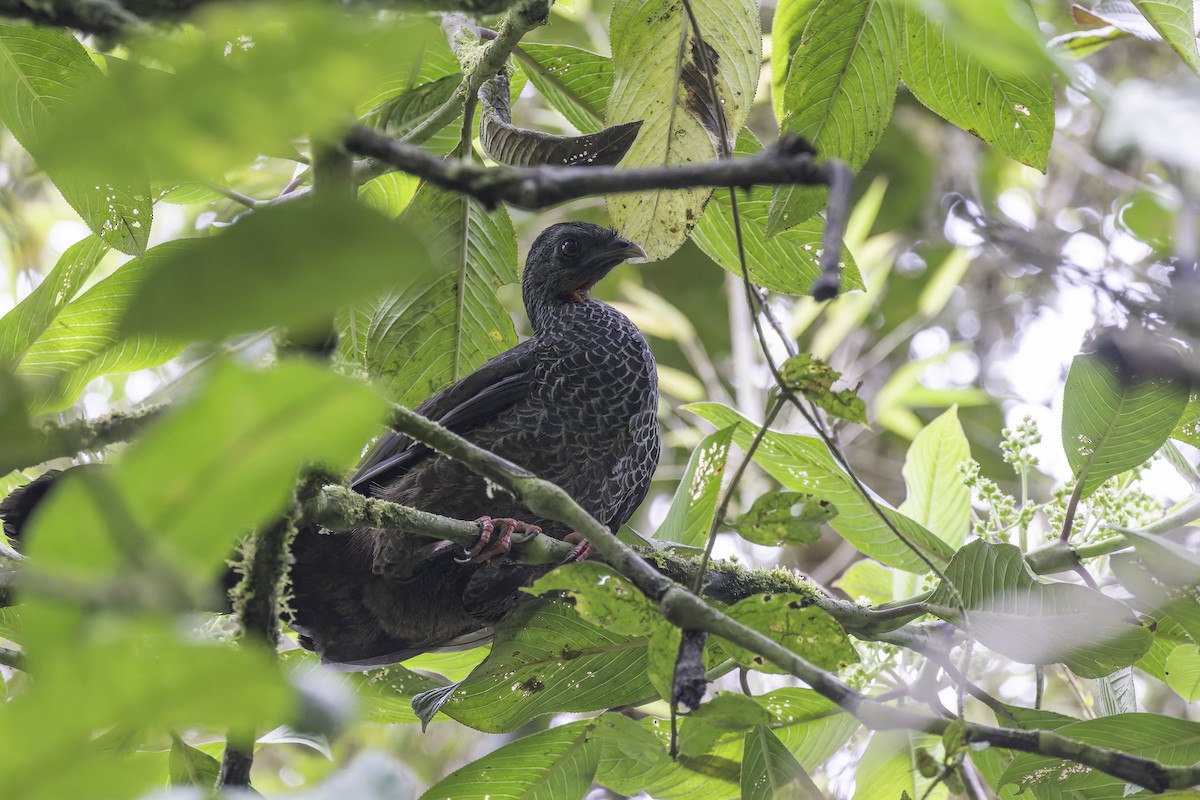 Andean Guan - ML647631123