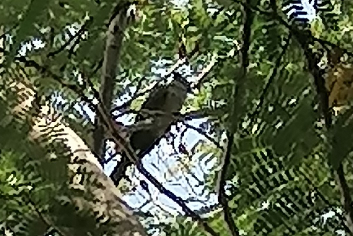 Great Spotted Cuckoo - ML647631132