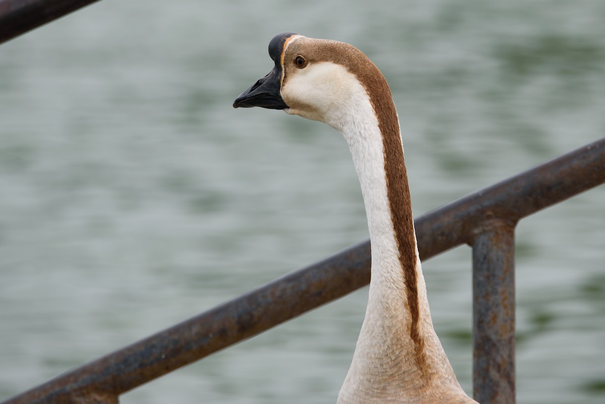 Гуска китайська (свійська) - ML647631143