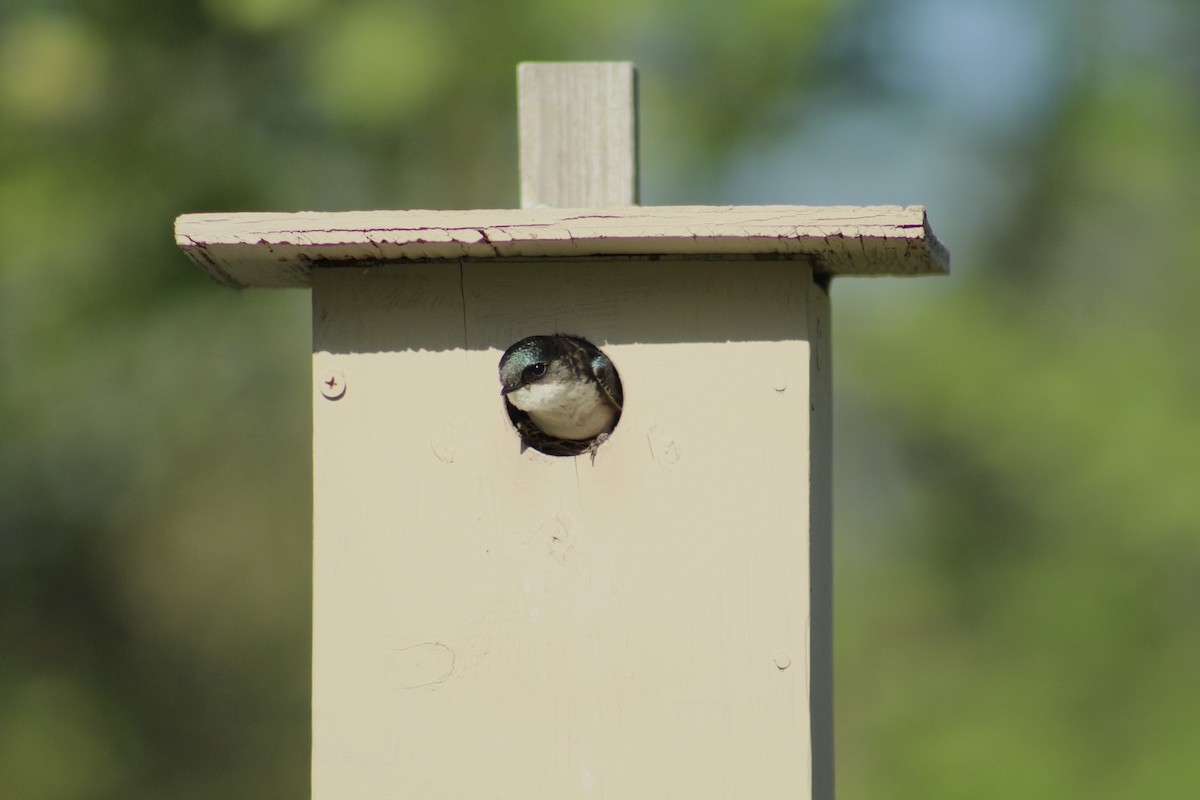 Tree Swallow - ML647631145