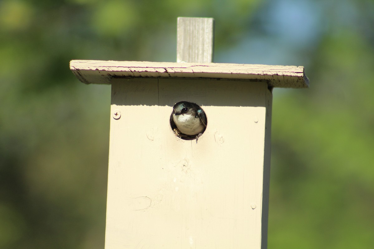 Tree Swallow - ML647631151