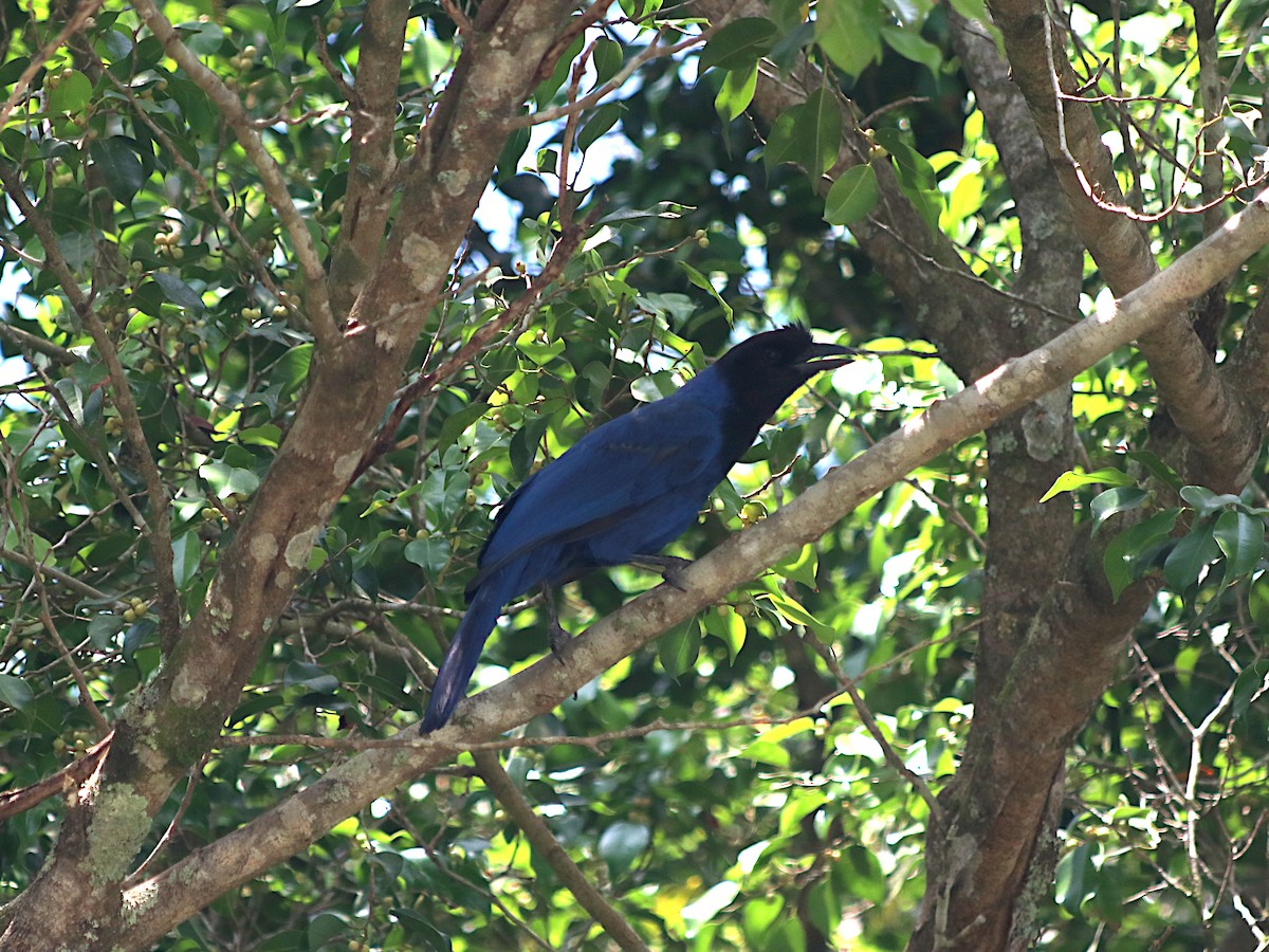 Azure Jay - ML647631202