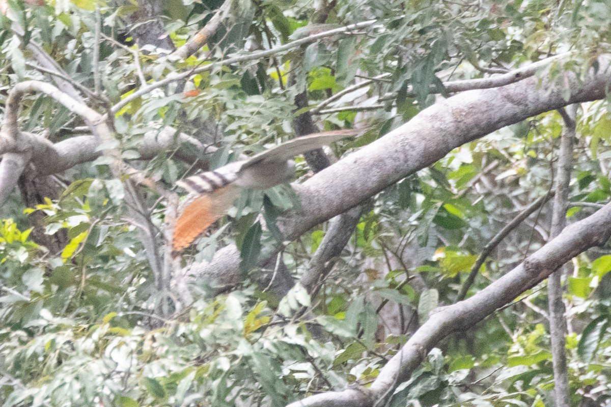 káně krahujová - ML647631212