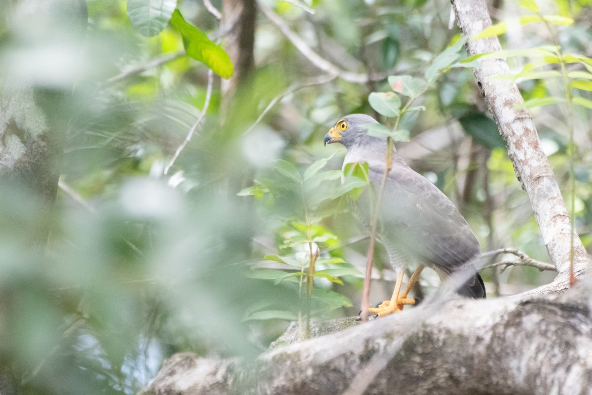 káně krahujová - ML647631213