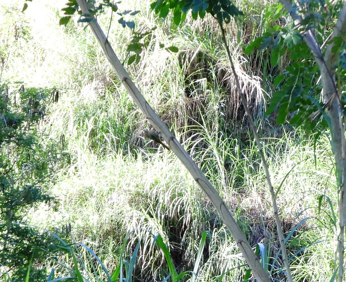 Olivaceous Woodcreeper - ML647631232