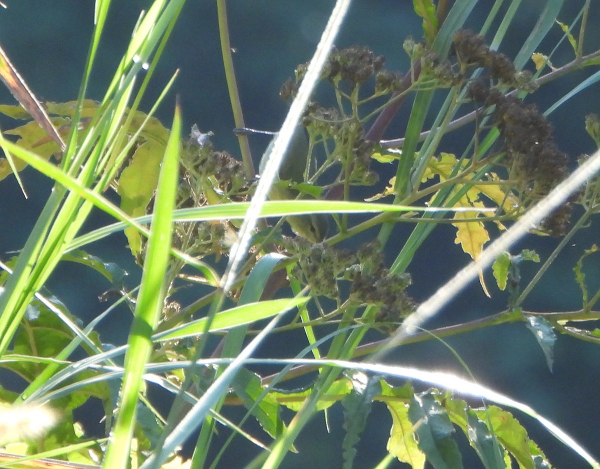 Tennessee Warbler - ML647631256