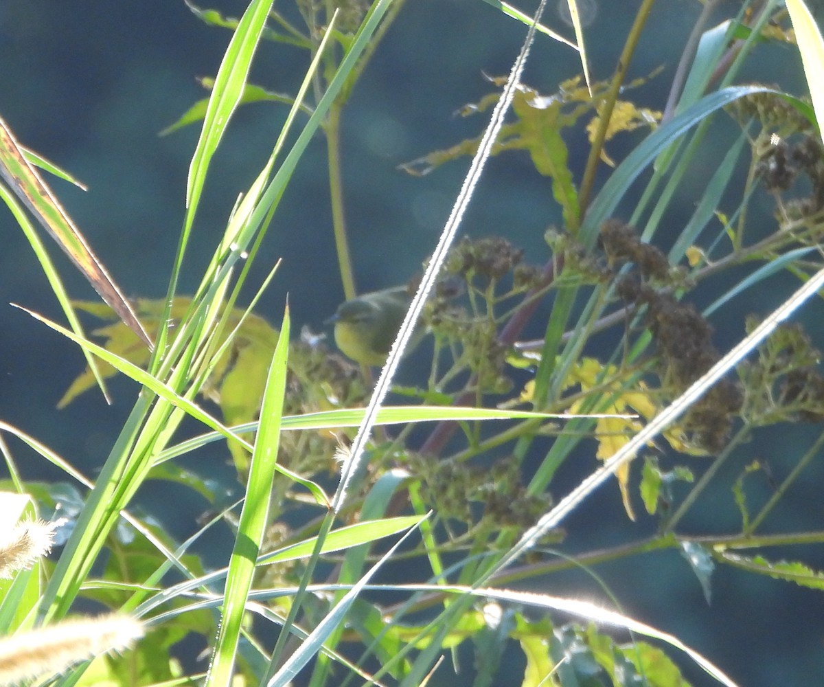 Tennessee Warbler - ML647631257