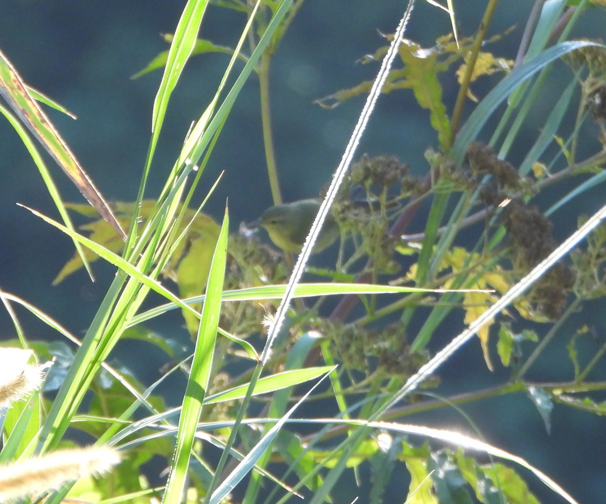 Tennessee Warbler - ML647631258