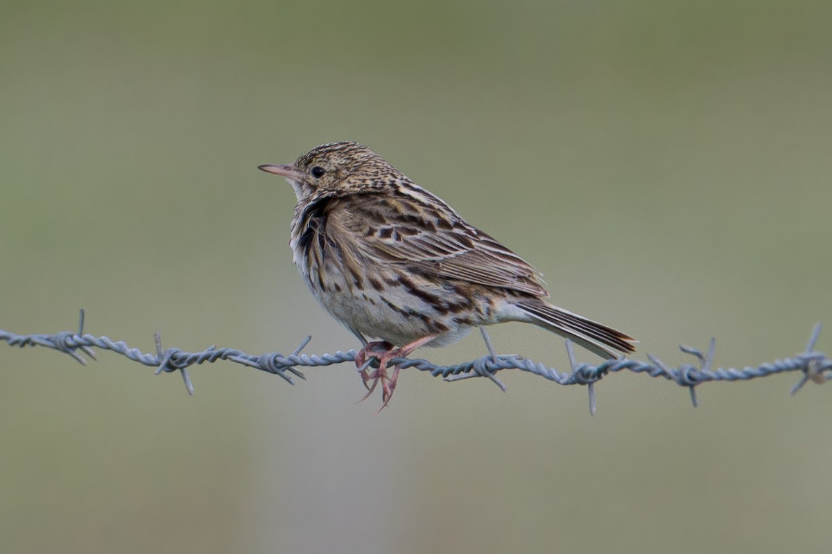 Bisbita Correndera - ML647631282