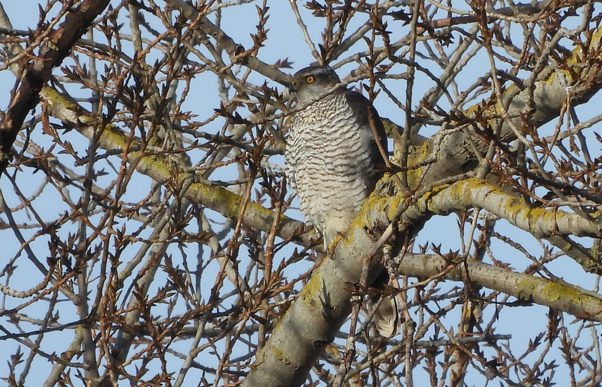 Яструб великий - ML647631285