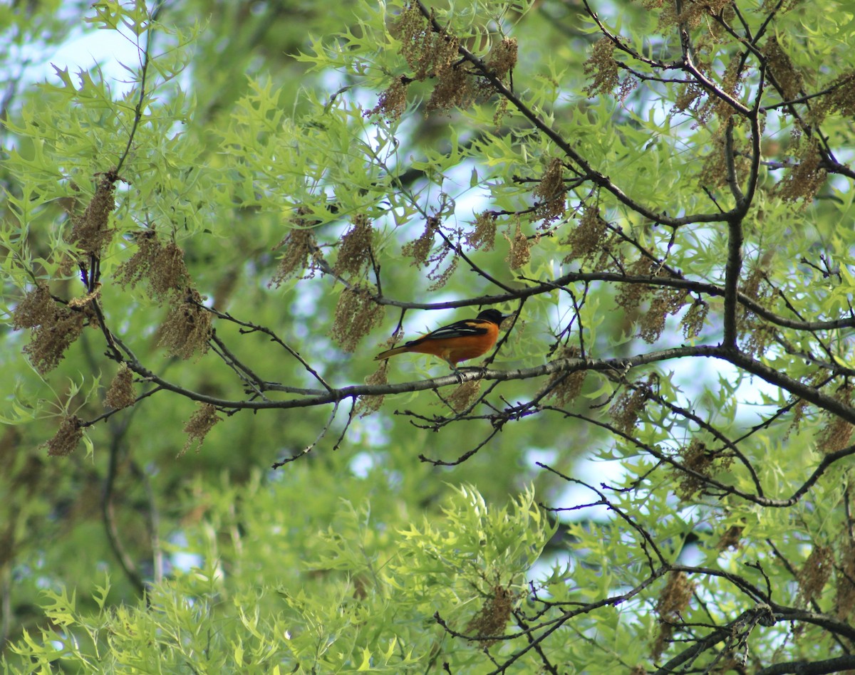 ボルチモアムクドリモドキ - ML647631297