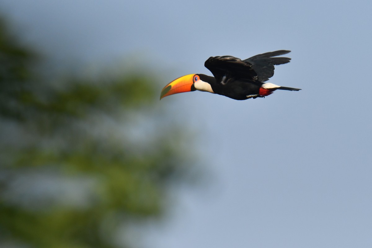 Toco Toucan - ML647631383
