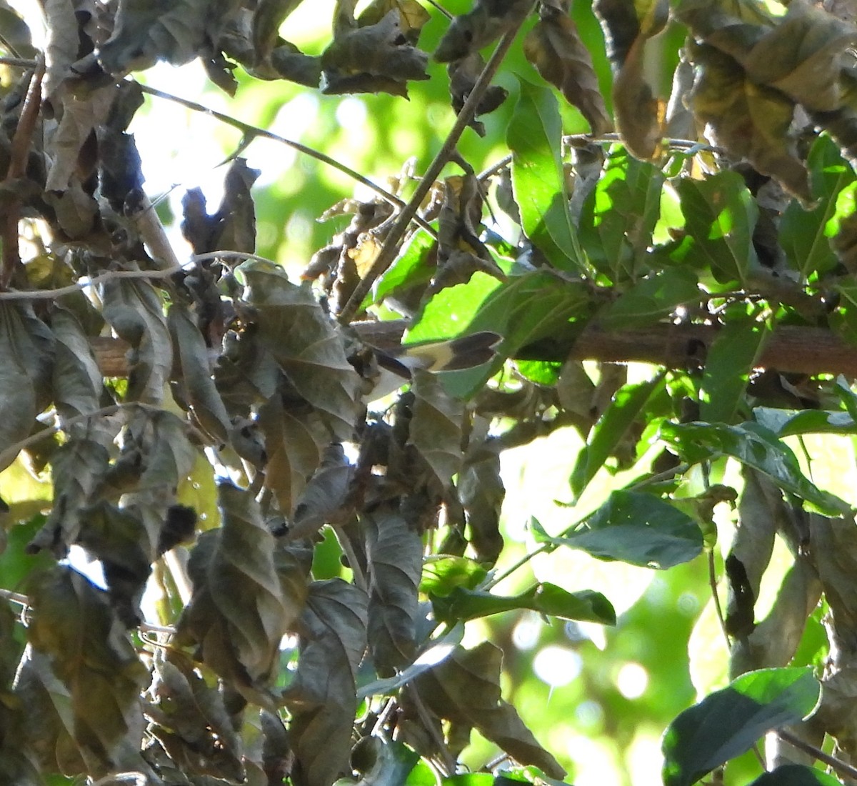 Kızıl Kuyruklu Ötleğen - ML647631412