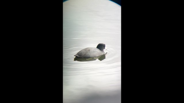 American Coot - ML647631413