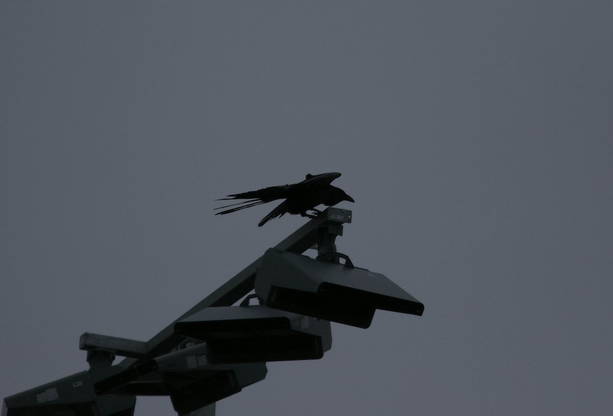 עורב שחור - ML647631470