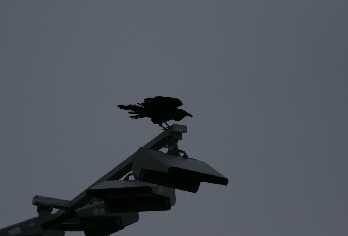 עורב שחור - ML647631471