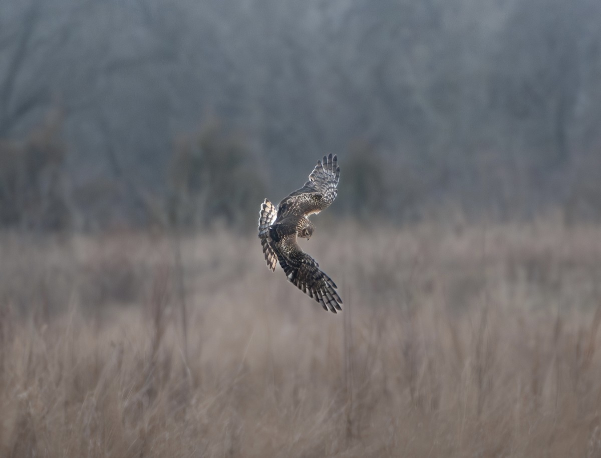 Aguilucho de Hudson - ML647631479