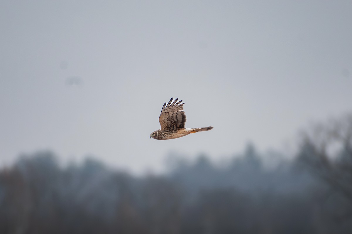 Aguilucho de Hudson - ML647631480