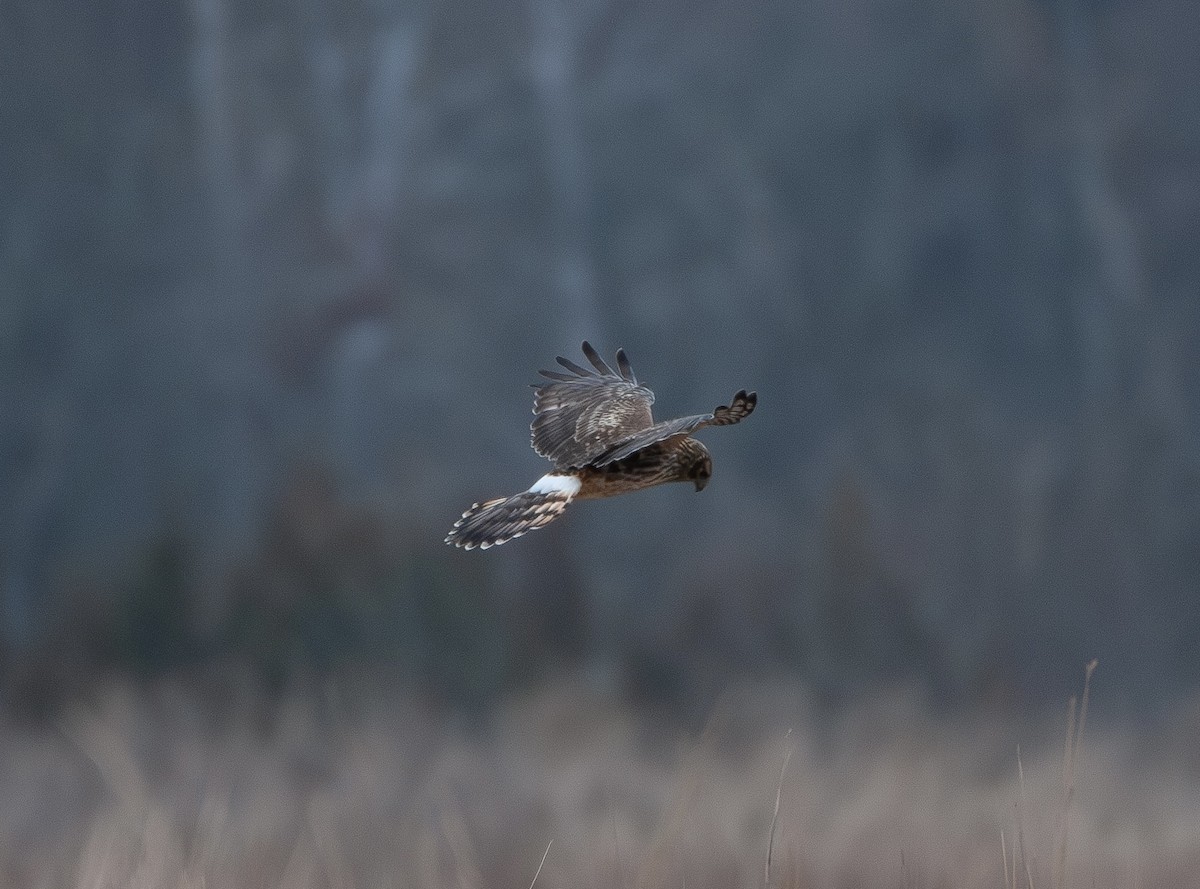 Aguilucho de Hudson - ML647631481