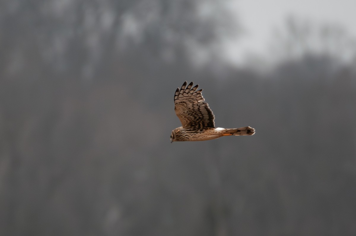 Aguilucho de Hudson - ML647631482