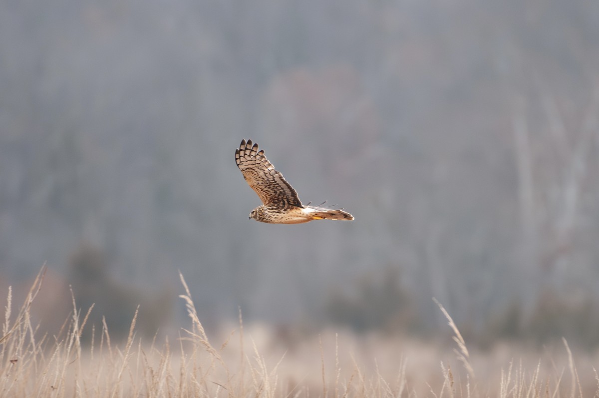 Aguilucho de Hudson - ML647631483