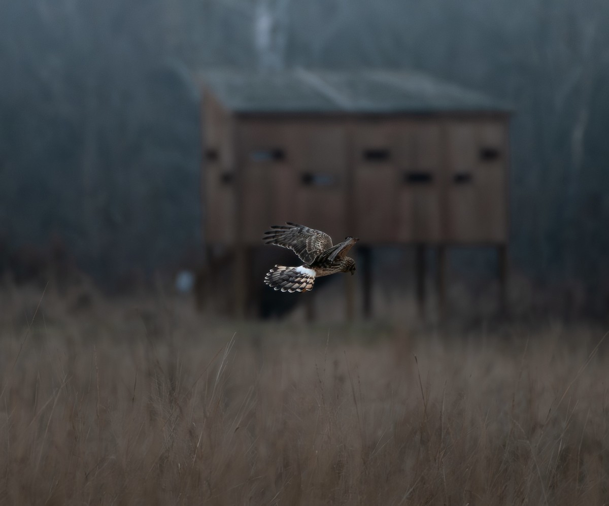 Aguilucho de Hudson - ML647631484