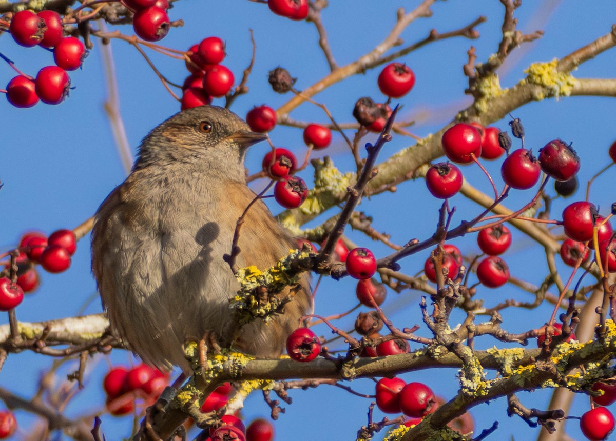 Accenteur mouchet - ML647631497