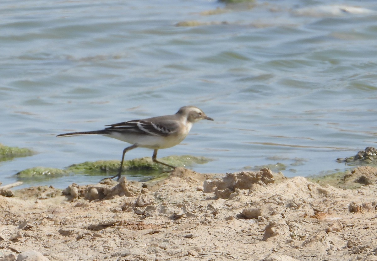 黃頭鶺鴒 - ML647631498