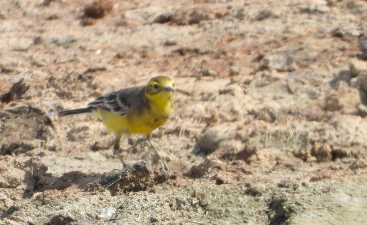 黃頭鶺鴒 - ML647631499