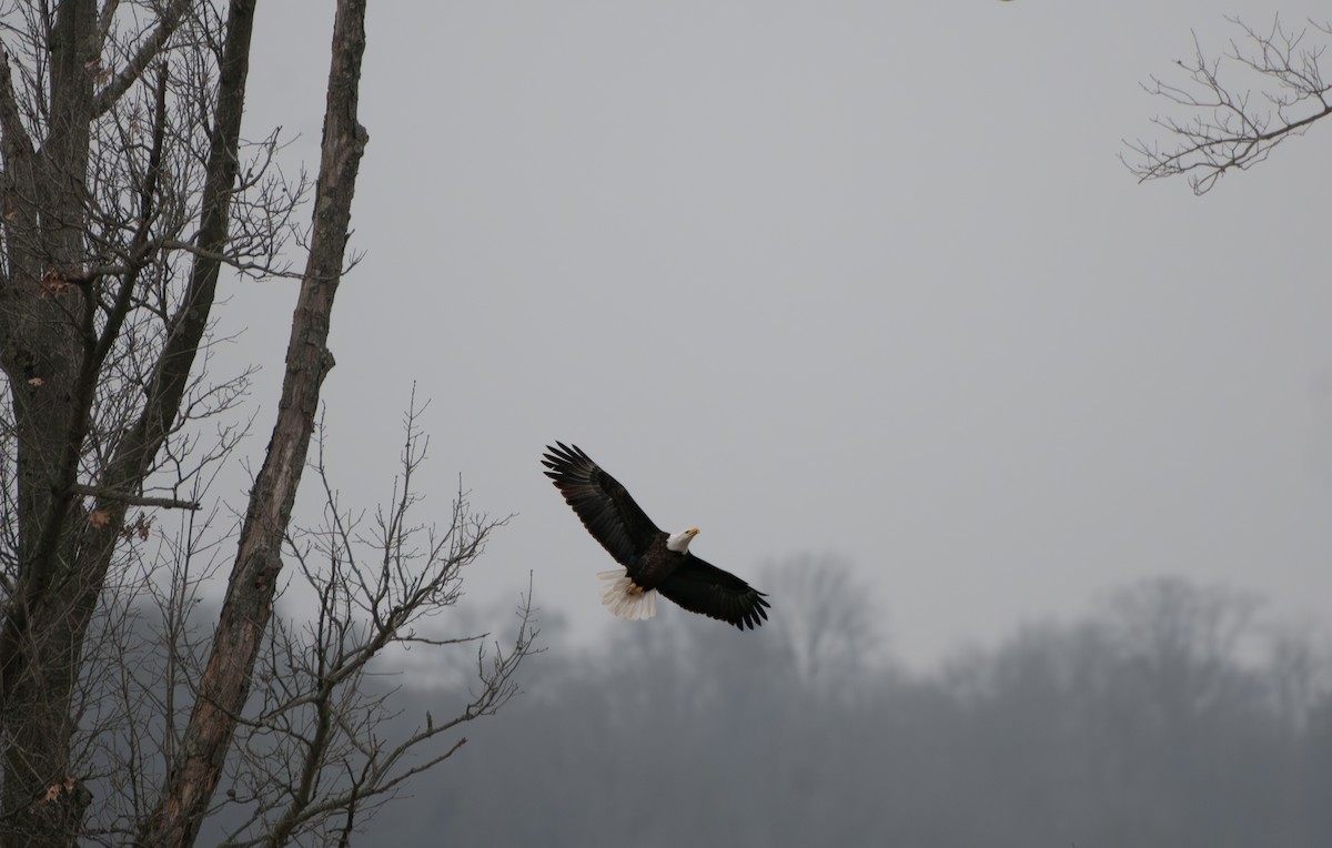 Pigargo Americano - ML647631500