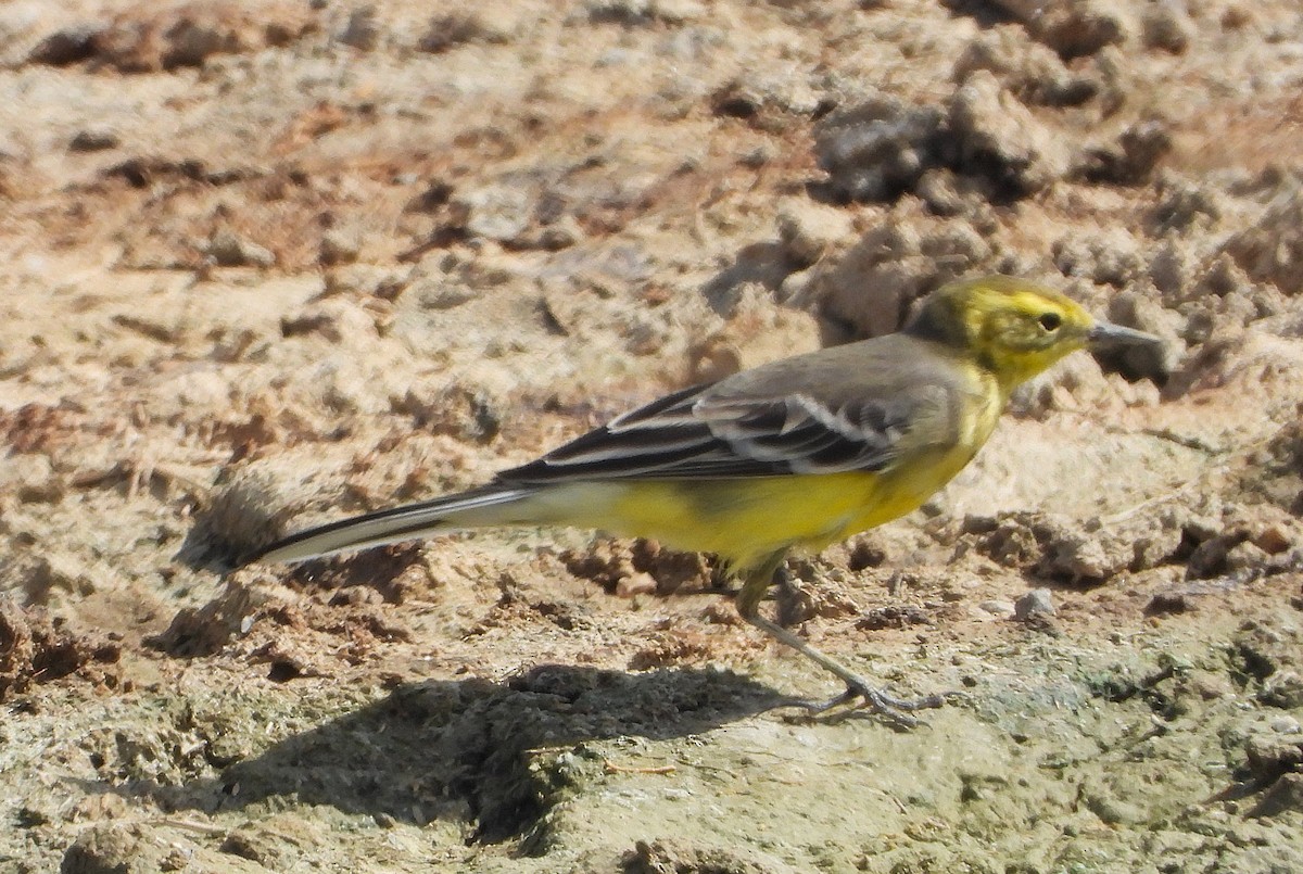 黃頭鶺鴒 - ML647631501