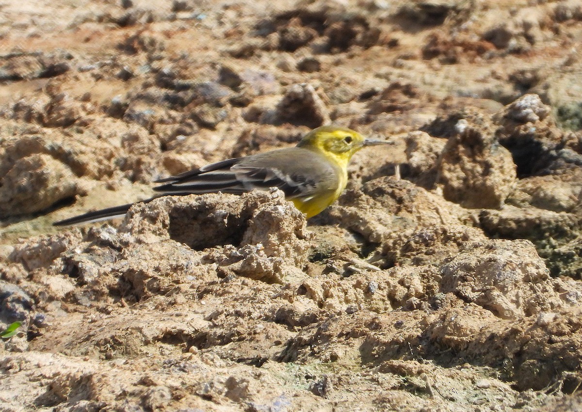 黃頭鶺鴒 - ML647631502