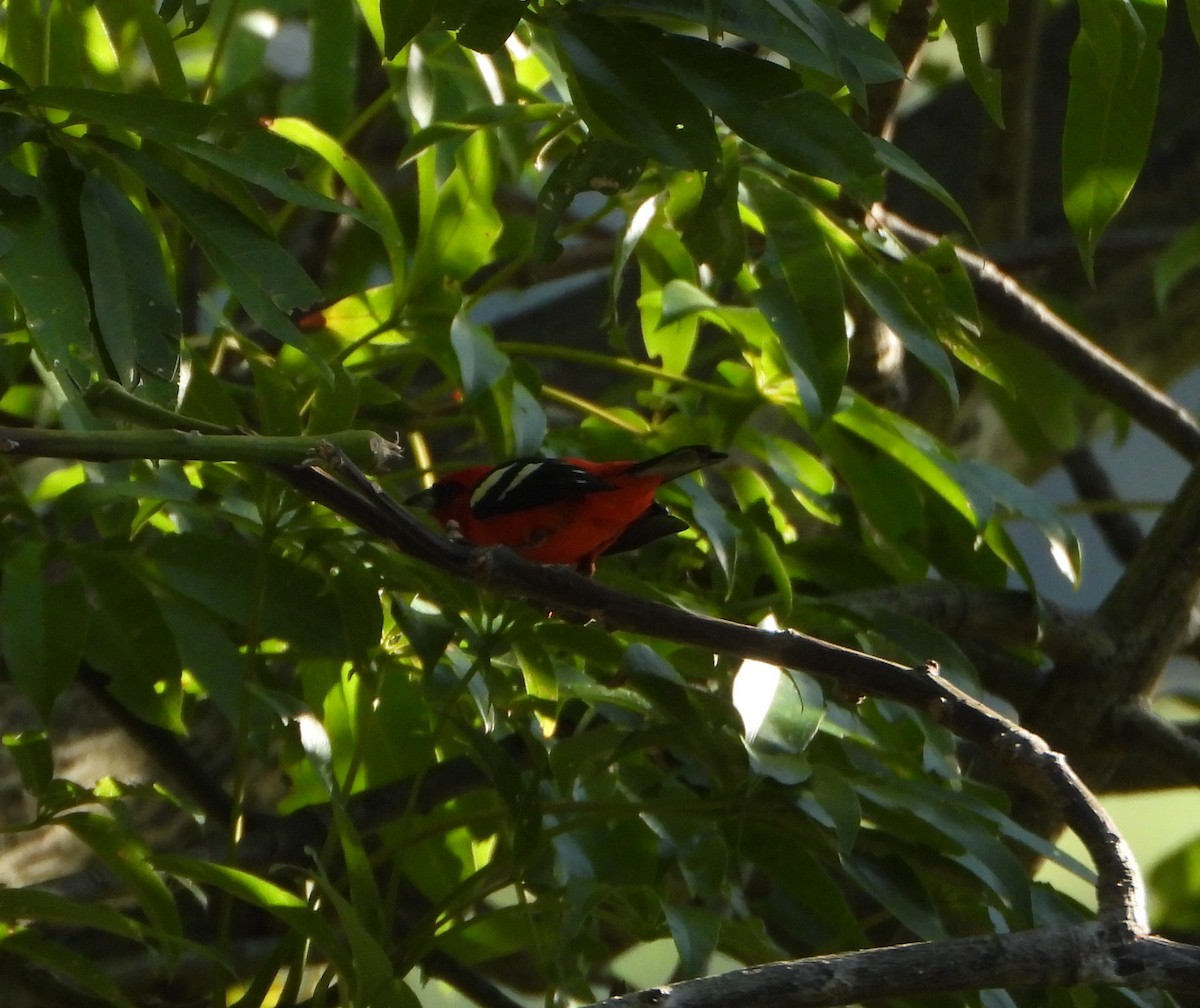 White-winged Tanager - ML647631506