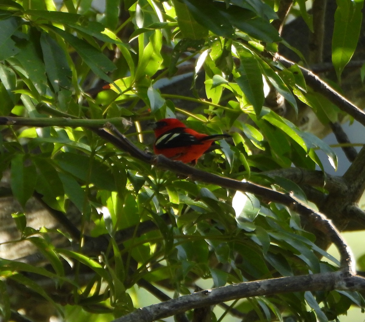 White-winged Tanager - ML647631507